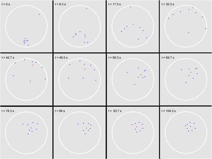 ataque de un grupo de depredadores en círculo ataque de un grupo de depredadores en círculo