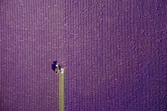 siega de un campo de lavanda en Francia