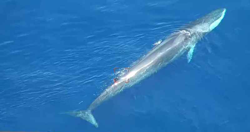 ballena filmada con un dron