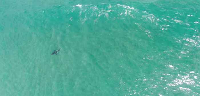 dron observa un tiburón