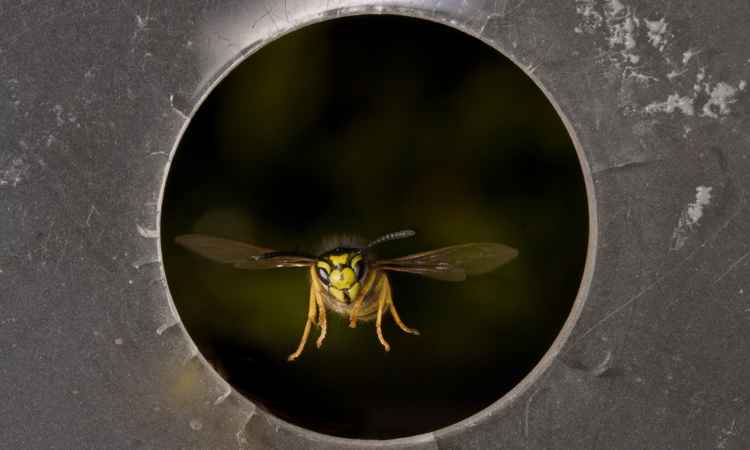avispa vuela dentro de un tubo