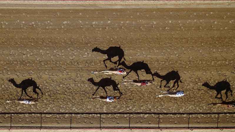 carrera de camellos en Dubai
