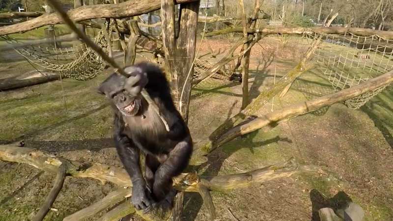 chimpancé derriba un dron chimpancé derriba un dron