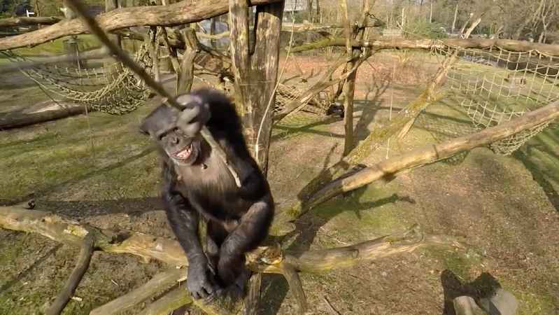 chimpance derriba un drone