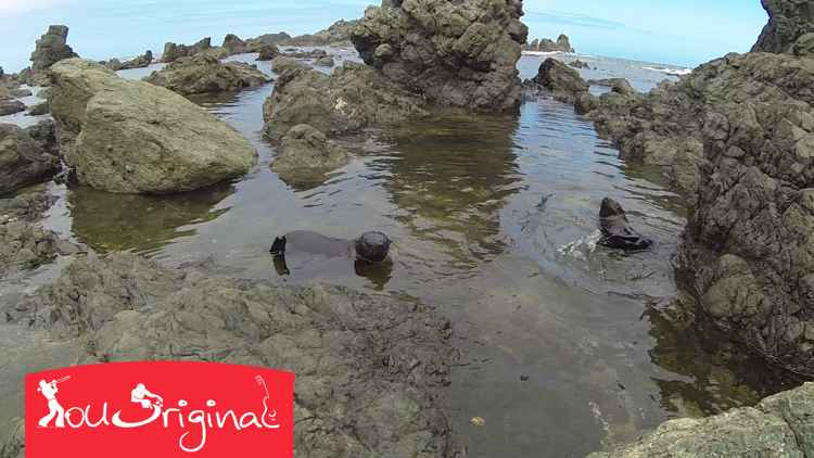 drone filma crías de foca