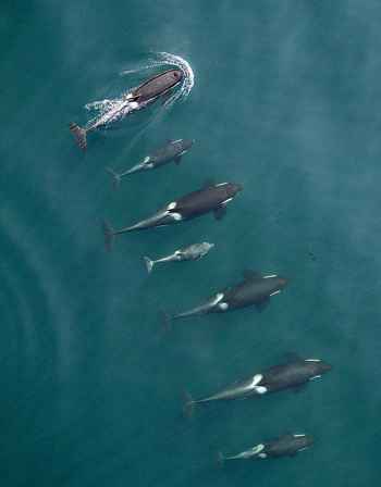 drone filma una manada de orcas