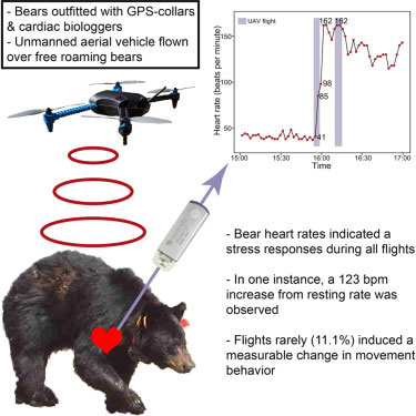 drone frecuancia cardiaca oso