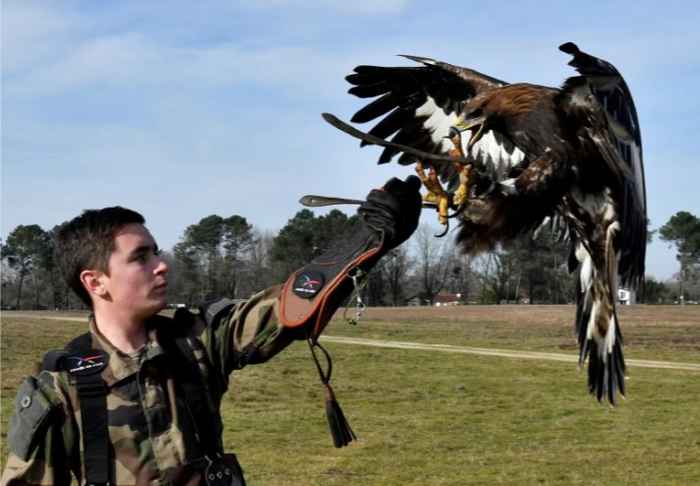 entrenamiento de águilas para interceptar drones