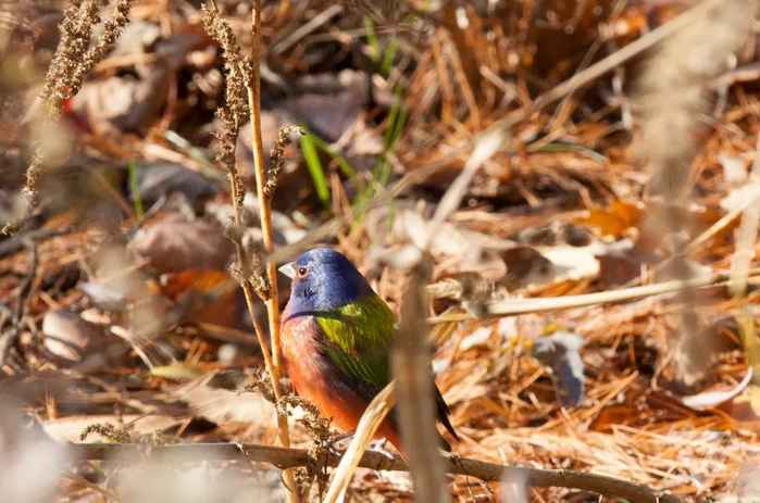 estudio del canto de los pájaros con drones