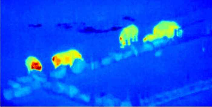 imagen infrarroja de rinocerontes imagen infrarroja de rinocerontes