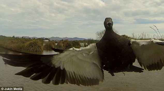 pato ataca a un drone pato ataca a un drone