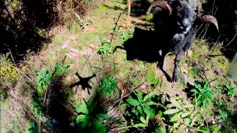 topetazo de carnero a un dron